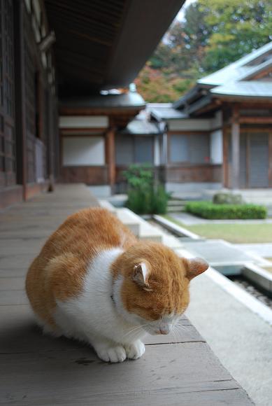 鎌倉12月　浄妙寺　その①_d0085228_22471158.jpg