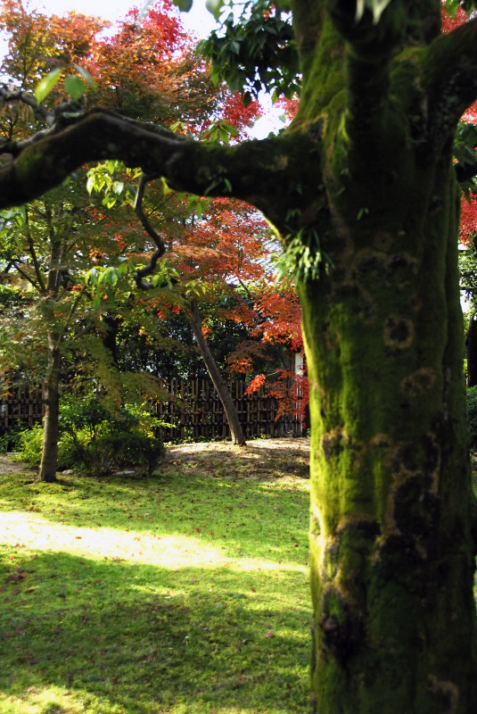 平等院_f0131537_22344786.jpg