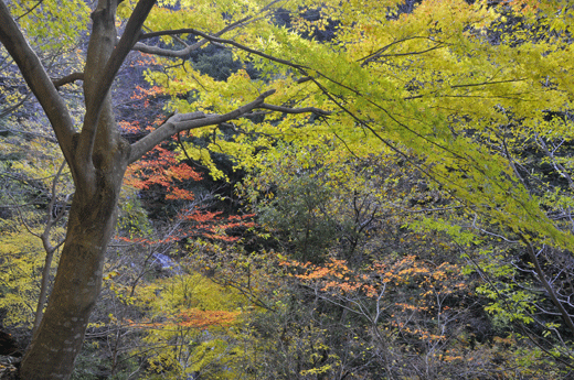 c0093046_8342568.gif