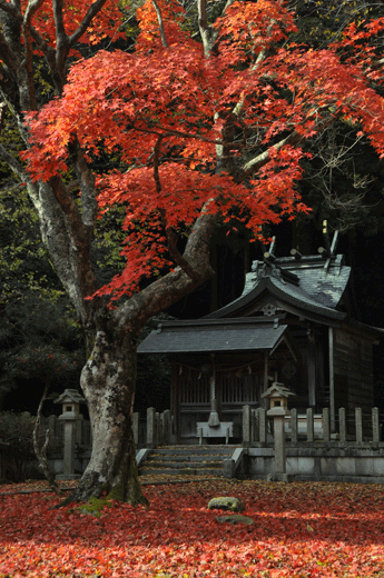 c0093046_8352816.gif