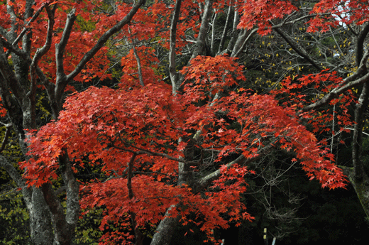 c0093046_835626.gif