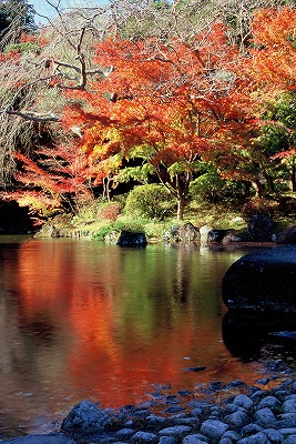 お寺の紅葉めぐり_c0153446_1212884.jpg