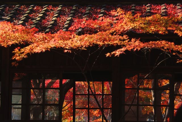 本土寺の紅葉_b0122448_2262111.jpg