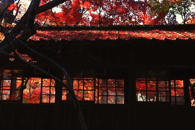 本土寺の紅葉_b0122448_2271860.jpg