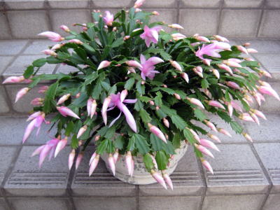 c0147952_1340118.jpg