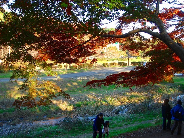 ＜2008年１１月２２日＞武蔵野「はけの道」（国分寺崖線・湧水ｴﾘｱ）を歩く　_c0119160_1521298.jpg