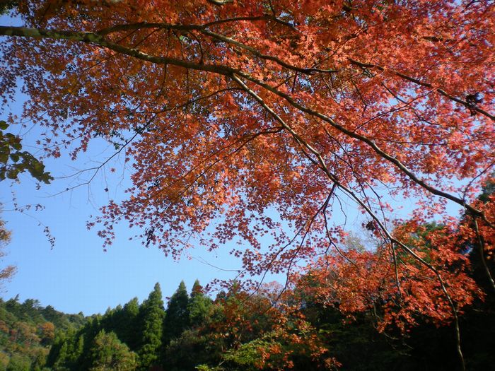 ２００８年１２月６日（土）養老渓谷へ紅葉三昧！その１_f0060461_17152144.jpg