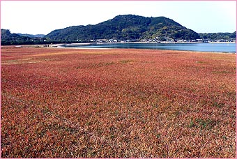 阿川ほうせんぐり海浜公園 せいあの目