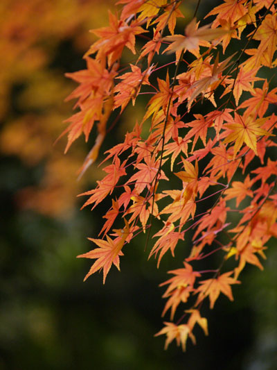 ２００８年　岐阜県　岐阜公園　紅葉　その１_b0120889_0113141.jpg