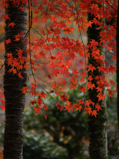 ２００８年　岐阜県　岐阜公園　紅葉　その１_b0120889_011592.jpg