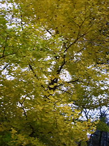 f0136398_21552659.jpg