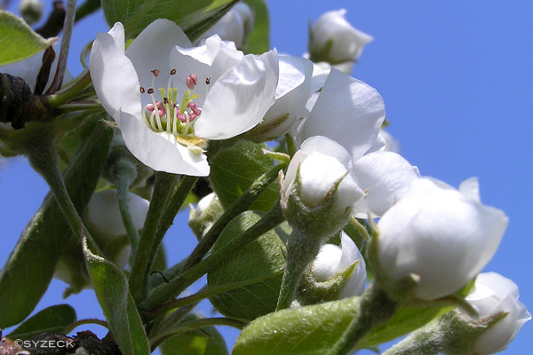 リンゴの花・1_b0051600_18133366.jpg