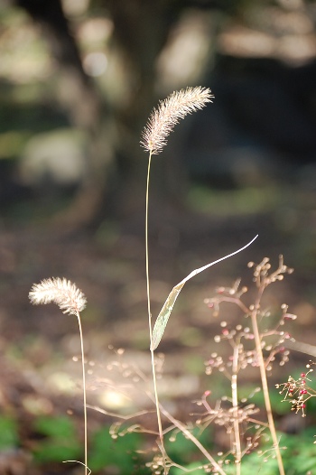 c0097309_11304615.jpg