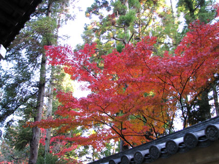 紅葉　大徳寺龍翔寺_e0048413_13225757.jpg