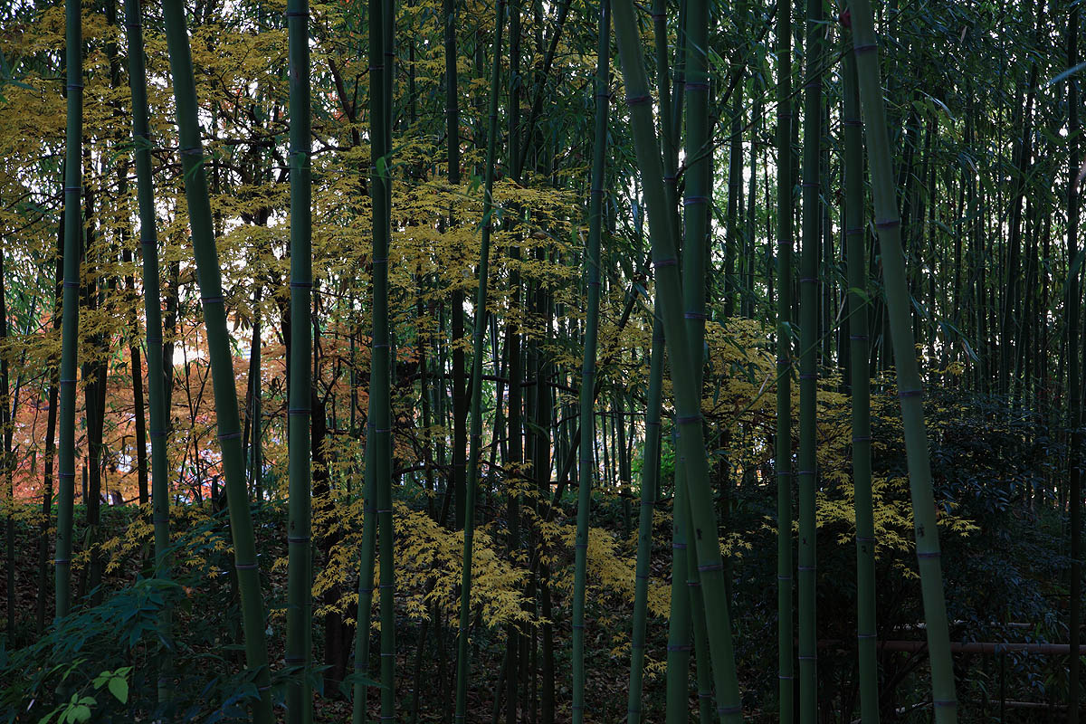 赤坂お茶屋敷跡の紅葉2008（岐阜県大垣市）_c0115616_3441546.jpg