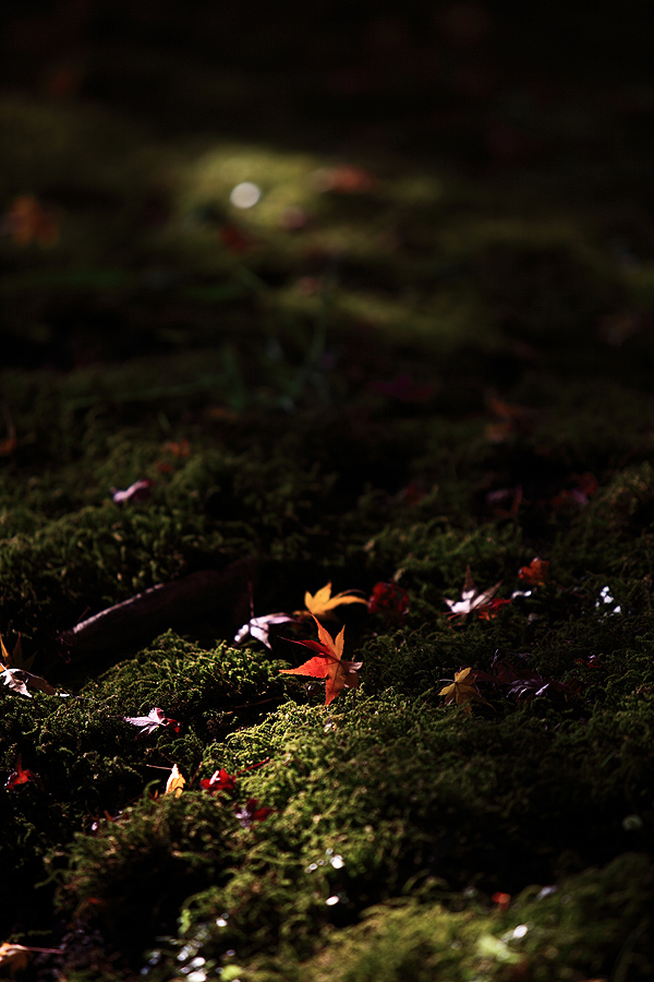 赤坂お茶屋敷跡の紅葉2008（岐阜県大垣市）_c0115616_3443686.jpg