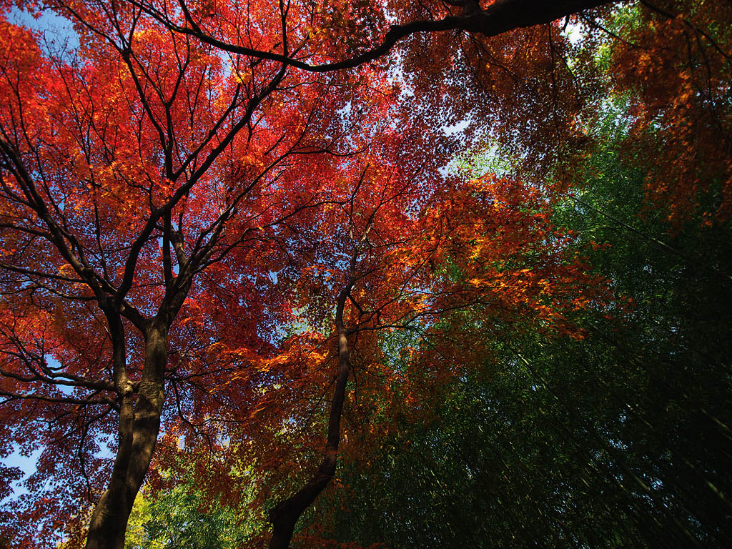 赤坂お茶屋敷跡の紅葉2008（岐阜県大垣市）_c0115616_344891.jpg