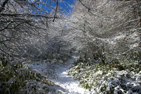 冬の八子ヶ峰ハイキング_d0102327_23255343.jpg