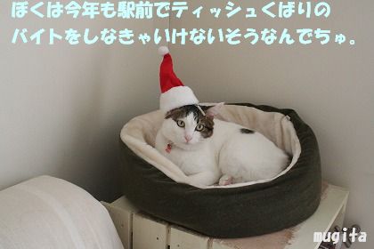 宇治の紅葉を満喫　&　クリスマスシーズンですね～_f0063729_14191429.jpg