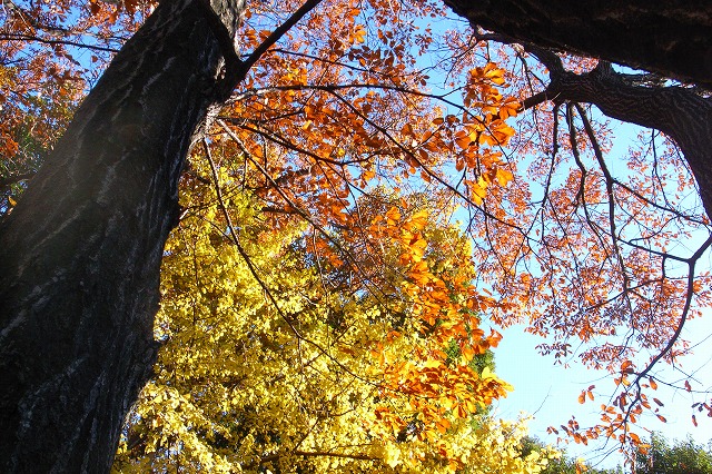 Yellow autumn   － Ｐart 　Ⅰ－_c0003830_1824228.jpg