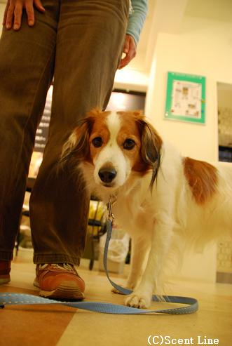 「犬の勉強会」のこと_c0099133_0223725.jpg