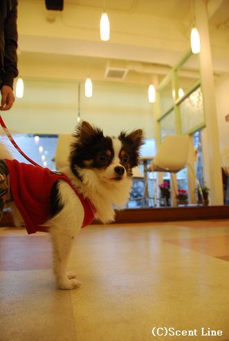 「犬の勉強会」のこと_c0099133_0241278.jpg