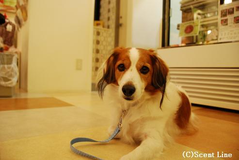 「犬の勉強会」のこと_c0099133_0245816.jpg