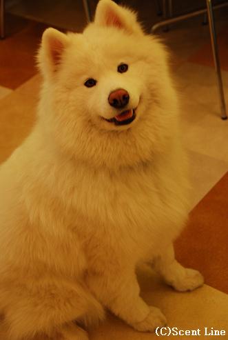 「犬の勉強会」のこと_c0099133_0252785.jpg