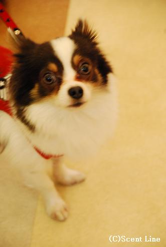 「犬の勉強会」のこと_c0099133_0414590.jpg