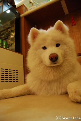 「犬の勉強会」のこと_c0099133_11451.jpg