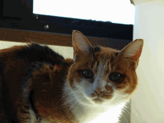 c0136736_2037825.gif