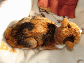 c0136736_20382179.gif