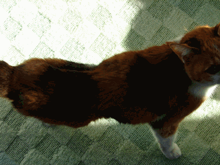 c0136736_20392391.gif