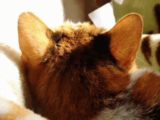 c0136736_20403250.gif