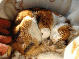 c0136736_20491546.gif