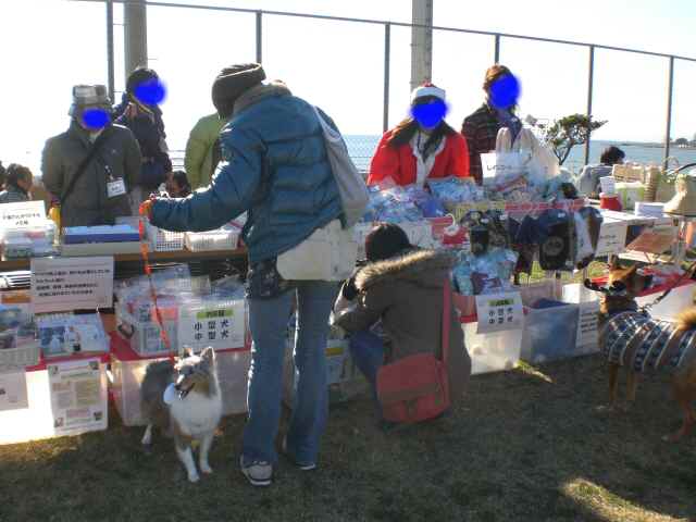 千葉わん　湘南里親会　無事終了致しました♪_d0139036_20585753.jpg