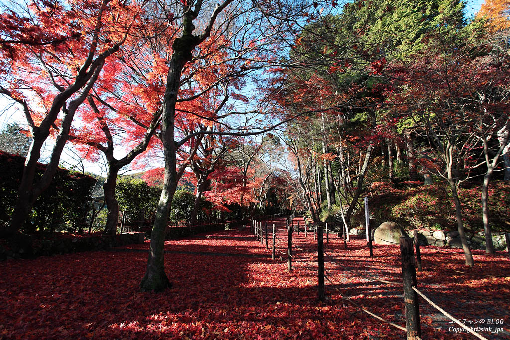 光明寺の紅葉_c0009042_10512461.jpg