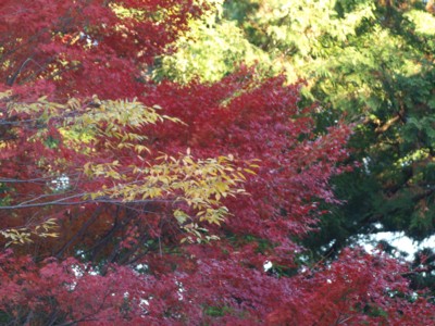 c0119142_207748.jpg