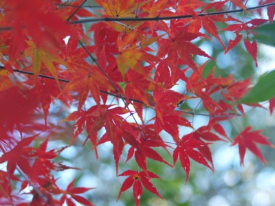 c0119142_21585473.jpg