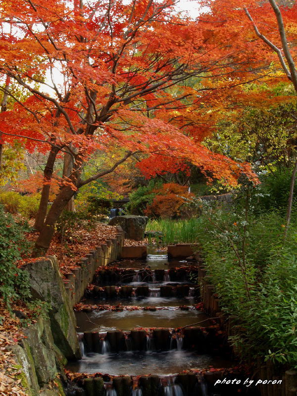 山田池公園の紅葉（２）です。_c0137342_9514454.jpg