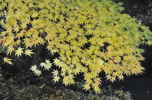 c0093046_11434894.gif