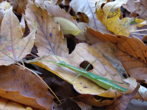 f0043750_833126.jpg