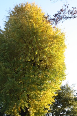 c0118352_3213959.jpg