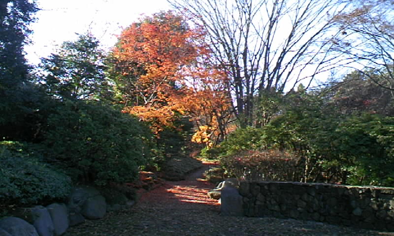 栃木県中央公園１_b0002954_17344879.jpg