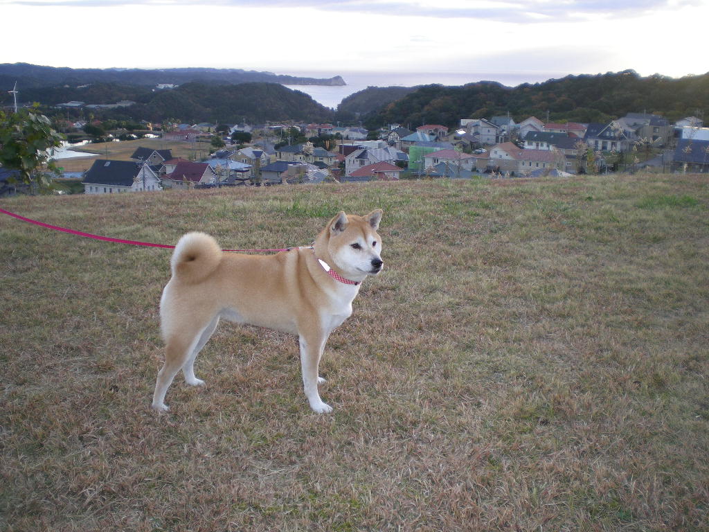 2008年12月7日(日)紅葉三昧!その2_f0060461_17395676.jpg
