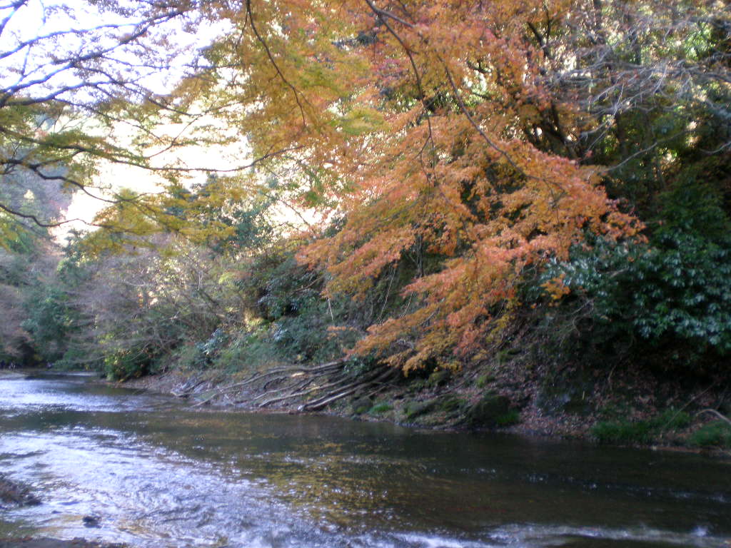 2008年12月7日(日)紅葉三昧!その2_f0060461_179165.jpg