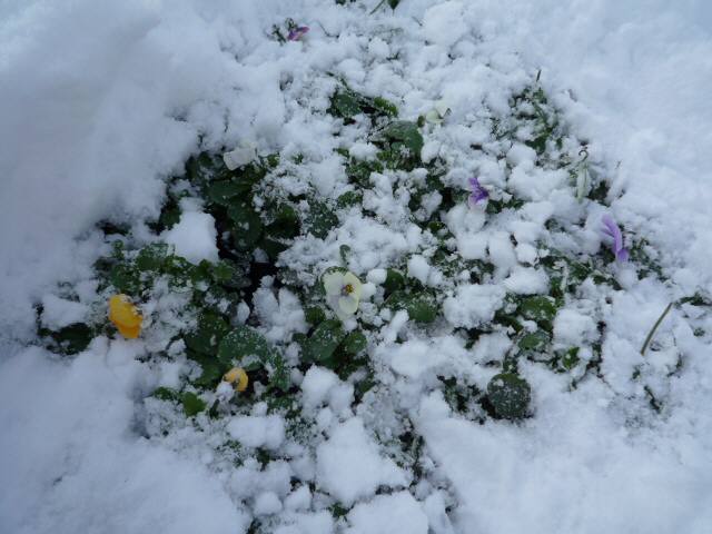 雪に埋もれた越冬パンジー Hatano Exvalley Garden 雪に埋もれた越冬パンジー Hatano Exvalley Garden