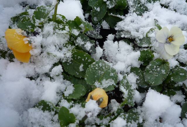 雪に埋もれた越冬パンジー Hatano Exvalley Garden 雪に埋もれた越冬パンジー Hatano Exvalley Garden