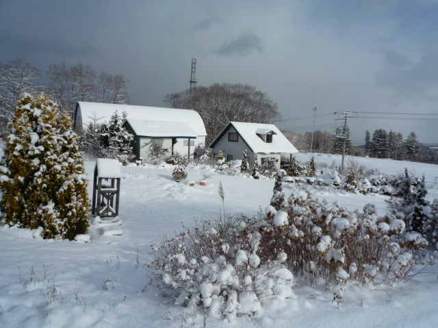 雪に埋もれた越冬パンジー Hatano Exvalley Garden 雪に埋もれた越冬パンジー Hatano Exvalley Garden