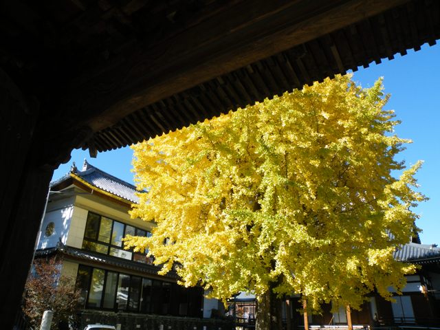 光永寺のイチョウ_e0101769_19493457.jpg